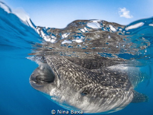 Breakfast Invite ~ Whale Shark breakfast – ‘egg soup’ – b... by Nina Baxa 
